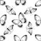 Seamless pattern with black and white great orange-tip, jungle queens