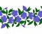 Seamless pattern of blue periwinkle. Garland with vinca flowers. floral elegant ornament. Endless border