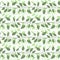 Seamless pattern branches and leaves of Camphor laurel. Floral background. Vector