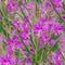 seamless pattern Chamaenerion angustifolium purple flowers. Fireweed plant, medical tea