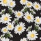Seamless pattern with chamomile camomile flowers on black background.