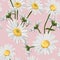 Seamless pattern with chamomile camomile flowers on pink background.