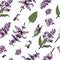 Seamless Pattern with Clary sage twigs with leaves and flowers . Detailed hand-drawn sketches, vector botanical illustration