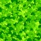 Seamless pattern with clovers. Irish holiday Saint Patrick`s Day