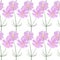 Seamless pattern cosmea flowers watercolor illustration