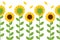 The seamless pattern of cute sunflower on the white background. The front of sunflower and back of sunflower on the white