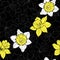 Seamless pattern with daffodils on black background. Hand-drawn