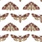 Seamless pattern with Deaths Head Hawk Moth. Nocturnal tropical butterfly. Mystical symbol.