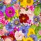 Seamless pattern with different spring flowers.