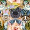 Seamless pattern of of dog, guinea pig, cat, mini pig and rat. Watercolor pets illustration. Watercolor hand drawn