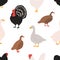 Seamless pattern with domestic birds or farm poultry on white background - rooster, chicken, goose, duck, quail, turkey