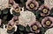 Seamless Pattern of elegant blush toned flowers on a black background.