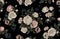 Seamless Pattern of elegant blush toned flowers on a black background.