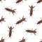 Seamless pattern with European mole cricket. Gryllotalpidae. hand-drawn mole cricket . Vector