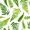 Seamless pattern with fern leaves paint prints isolated on white background 2