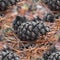 seamless pattern Fir cones on the forest with intentional shallow depth of field