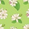 Seamless pattern with flowers of citrus bergamia 2