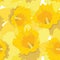 Seamless pattern with flowers daffodils