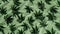 Seamless pattern of green cannabis leaves on a light background. ideal for fabric and wallpaper design. eco-friendly and