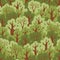 Seamless pattern with green deciduous forest.