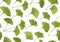 Seamless pattern green ginkgo biloba leaves isolated on white