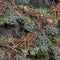 seamless pattern of Green Lichen and Moss Textures Growing on a Rock background