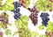 seamless pattern with green, red and black grapes