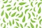 Seamless pattern with green tea leaves on white background. Hand painting on paper. May used in fabric, wrapping paper