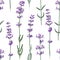 Seamless pattern with hand drawn lavender flowers