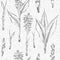 Seamless pattern with hand drawn of Turmeric roots, lives and flowers in black color isolated on white. Retro vintage