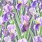 Seamless pattern of iris flowers watercolor