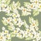 Seamless pattern with Jasmine. Hand draw watercolor illustration
