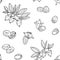 Seamless pattern with jojoba. Vintage vector sketch