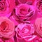 Seamless pattern of large flowers of pink roses