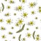 Seamless pattern. linden flowers. Tilia europaea, common linden or common index. a twig with small yellow flowers