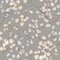 Seamless pattern of Lunaria rediviva branches