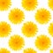 Seamless pattern made from dandelion yellow flowers isolated on white background.