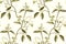 Seamless pattern made of pencil sketched rose branch