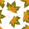Seamless pattern maple leaf yellow red autumn