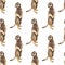 Seamless pattern with meerkat