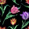Seamless pattern of multicolored tulips on a black background