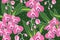 Seamless pattern with orchid vector Illustration