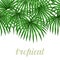 Seamless pattern with palms leaves. Decorative image tropical leaf of palm tree Livistona Rotundifolia