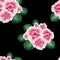 A seamless pattern with pink African violet, viola flowers on the black background. A floral pattern with gouache one stroke paint