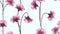 Seamless pattern, pink carnation flowers bouquet on light blue background