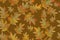 Seamless pattern. Plants with orange leaves painted in watercolor