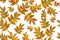 Seamless pattern. Plants with orange leaves painted in watercolor
