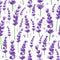 Seamless pattern of provence violet lavender flowers on a white background. Vector illustration.