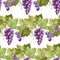 Seamless pattern of purple grape vines