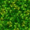 Seamless pattern with realistic Saint Patricks day shamrock leaves